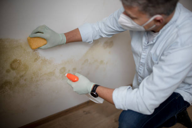 Home Mold Removal in Weyauwega, WI