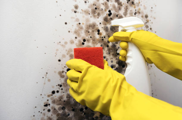 Best Crawl Space Mold Removal  in Weyauwega, WI