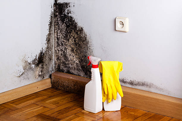 Best Mold Removal Near Me  in Weyauwega, WI