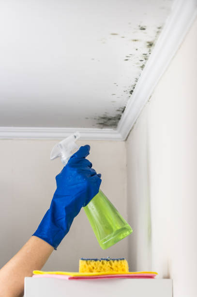 Best Residential Mold Removal  in Weyauwega, WI