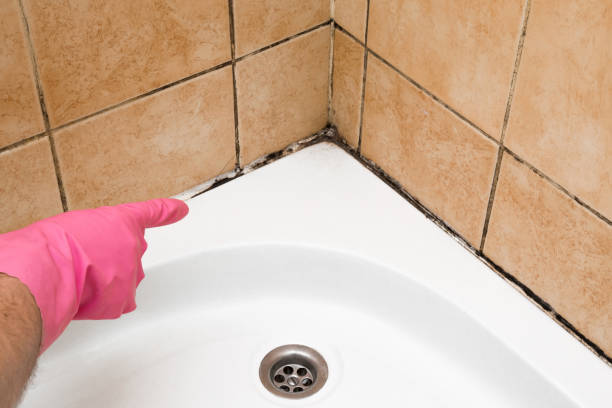 Best Professional Mold Removal  in Weyauwega, WI